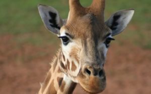 AFRICA_GIRAFFA.jpg