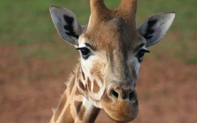 AFRICA_GIRAFFA.jpg