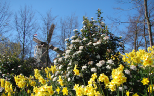 OLANDA 16