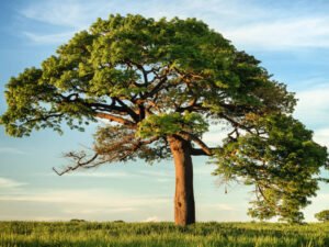 WisdomTree ETF niko-photos-tGTVxeOr_Rs-unsplash