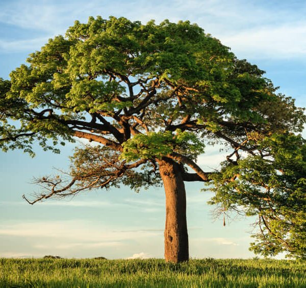 WisdomTree ETF niko-photos-tGTVxeOr_Rs-unsplash